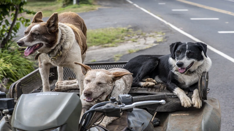 Hundehalterhaftpflichtversicherung